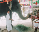 Ganesh yagya with elephant photo